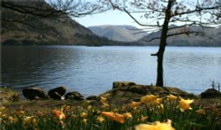 Ullswater and Wordworths Daffodils Wallpaper