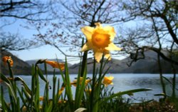 Ullswater and Wordworths Daffodils Wallpaper