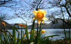 Ullswater and Wordworths Daffodils