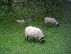 Goathland - North Yorkshire Moors Railway - April 2011 Wallpaper