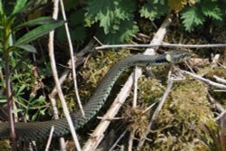 Grass Snake Wallpaper