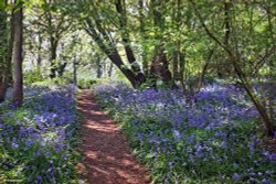Piddles Wood, Sturminster Newton. Wallpaper