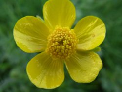 Meadow Buttercup