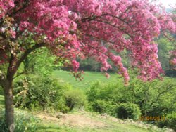Willersley Castle garden