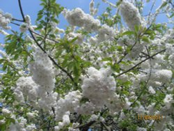 Beautiful flowers Wallpaper