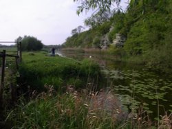 Lily Pond