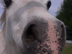 Nosey