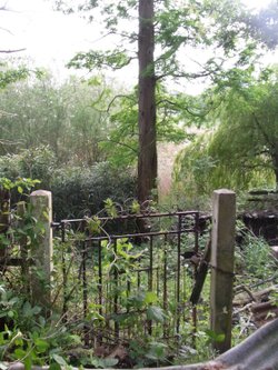 Overgrown