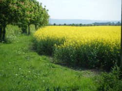 Yellow Rape Seed Wallpaper