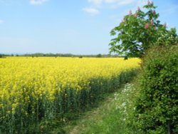 Fields of Yellow Wallpaper