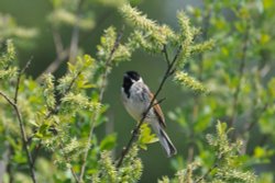 Reed Bunting Wallpaper