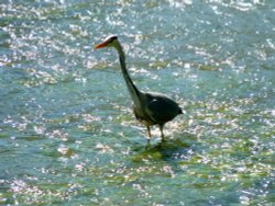 THE HERON IS ON THE HUNT Wallpaper