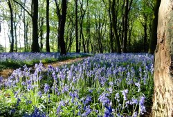 Bluebells in Silverwood