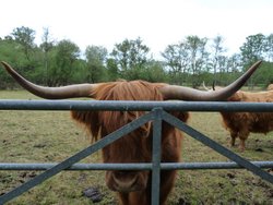 A picture of Shapwick Heath, Somerset Wallpaper