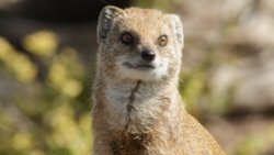 A picture of the Yorkshire Wildlife Park Wallpaper