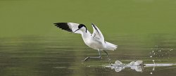 Walking on water