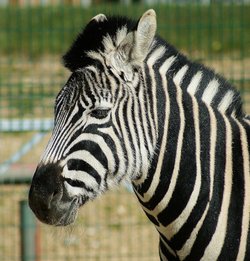 Zebra