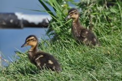 Ducklings by the village pond Wallpaper
