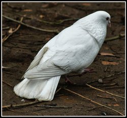 Mating Dance Wallpaper