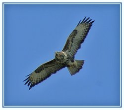 Flying Buzzard Wallpaper