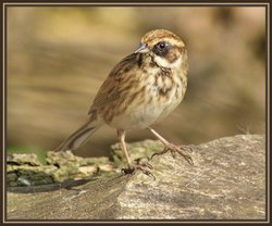 Reed Bunting Wallpaper
