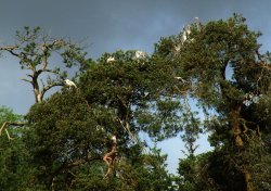 Young Herons Wallpaper