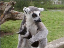 Ring Tailed Lemar Wallpaper