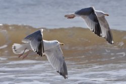 Herring Gulls Wallpaper