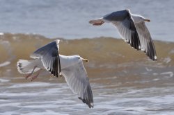 Herring Gulls