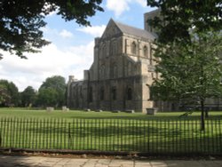 Cathedral Trees Wallpaper