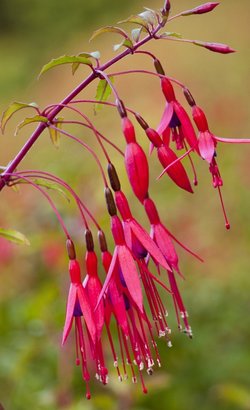 Hardy Fuchsia