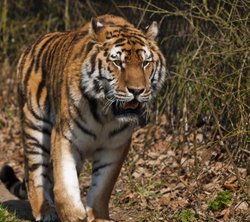 On the Prowl Wallpaper