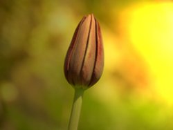 Lonely Tulip Wallpaper