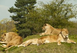 Taking a rest Wallpaper