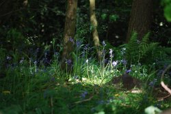 Seen the light Wallpaper