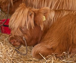 Sleepy chap Wallpaper