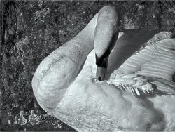 Swan Preening Wallpaper