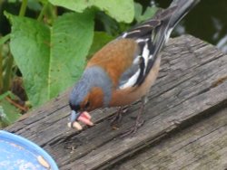 I think I need a bigger beak! Wallpaper