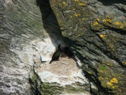 Nesting Time Wallpaper