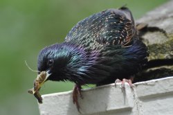 Starling with caterpillars Wallpaper