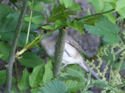 Female Blackcap
