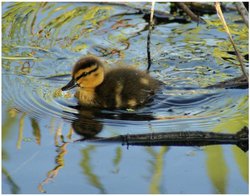 Mallard Duckling