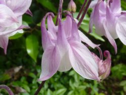 A TRELISSICK BLOOM Wallpaper