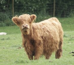 What You Looking At ? Wallpaper