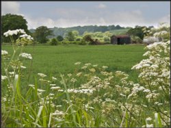 Cow Parsley, yes you can eat it ! Wallpaper