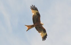 Sydenham, Oxfordshire Wallpaper