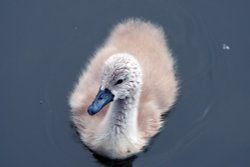 Medway Cygnet Wallpaper