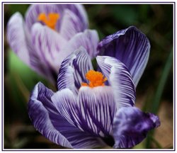 Purple Crocuses