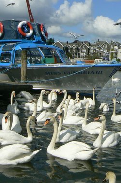 Swans and a Boat!!!