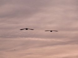 Evening flight Wallpaper